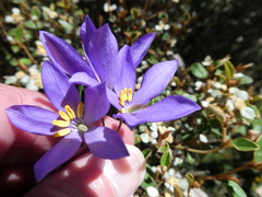 Cheiranthera alternifolia