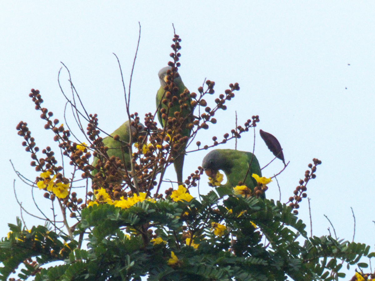 Blossom-headed Parakeet