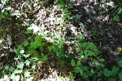Aconitum alboviolaceum