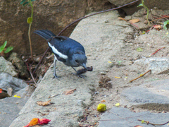 Copsychus saularis