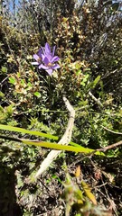 Cheiranthera alternifolia