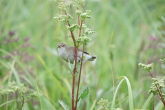 Iduna caligata