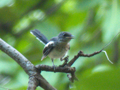 Copsychus saularis