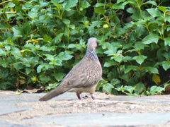 Streptopelia chinensis