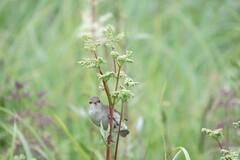 Iduna caligata