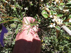 Cheiranthera alternifolia