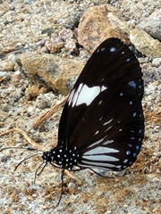 Euploea radamanthus