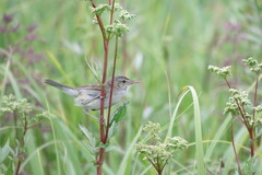 Iduna caligata