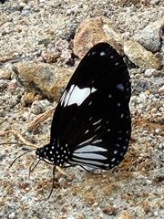Euploea radamanthus