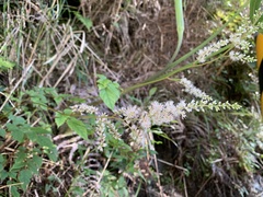Astilbe longicarpa