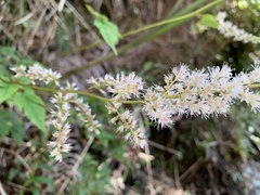 Astilbe longicarpa