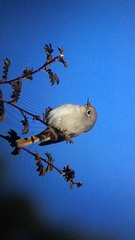 Phoenicurus frontalis