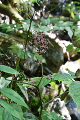 Aralia continentalis