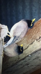 Phoenicurus frontalis