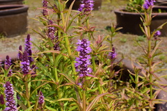 Pogostemon stellatus