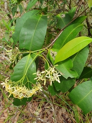 Ixora timorensis