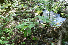 Aralia continentalis