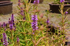 Pogostemon stellatus
