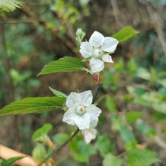 Rubus corchorifolius