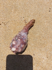 Pyura spinifera