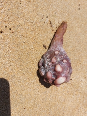 Pyura spinifera