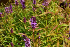 Pogostemon stellatus