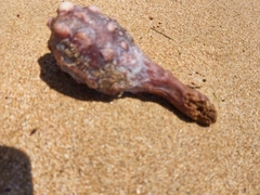 Pyura spinifera
