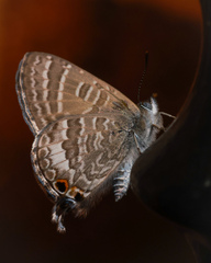 Theclinesthes onycha