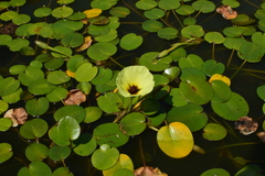 Hydrocleys nymphoides