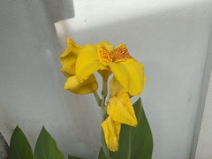 Canna × generalis
