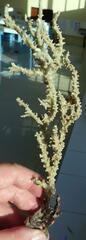 Anacropora