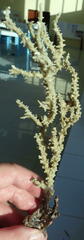 Anacropora