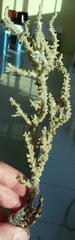 Anacropora