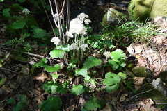 Micranthes manchuriensis