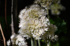 Micranthes manchuriensis