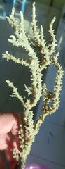Anacropora