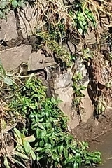 Varanus salvator bivittatus