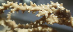 Anacropora