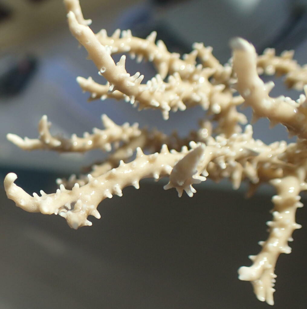 Anacropora spinosa