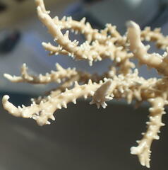 Anacropora