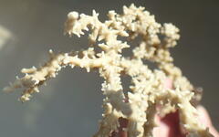 Anacropora