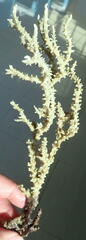 Anacropora