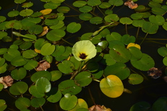 Hydrocleys nymphoides