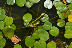 Hydrocleys nymphoides