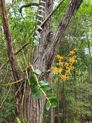 Dendrobium discolor