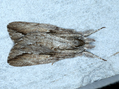 Ecnomodes sagittaria