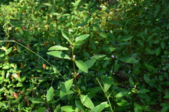 Hygrophila ringens