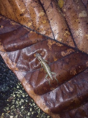 Sphenomorphus melanopogon