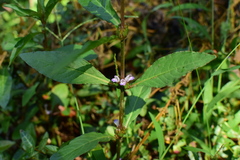 Hygrophila ringens