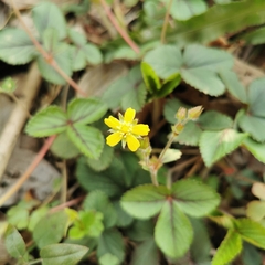 Potentilla freyniana